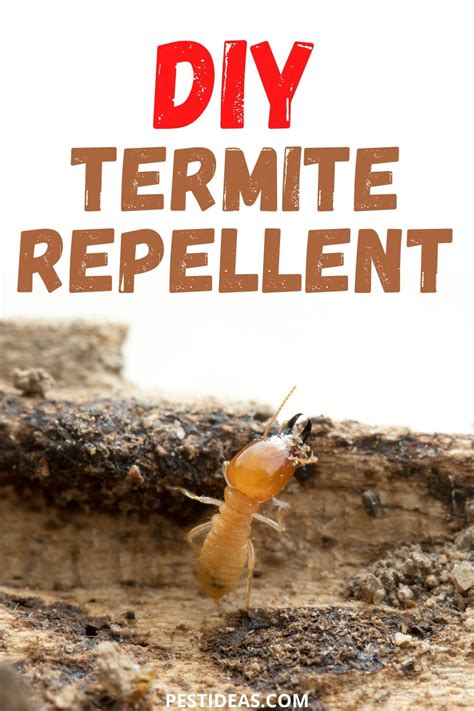 How to Get Rid of Termites Safely and Effectively .